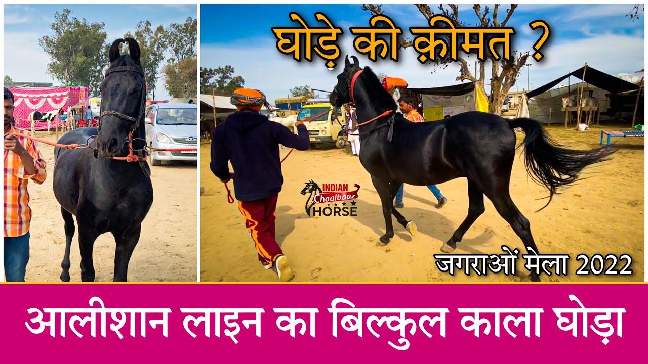 आलीशान लाइन का बिल्कुल काले घोड़ की क़ीमत ? 9815953090 (Jagraon Mela Punjab 2022)