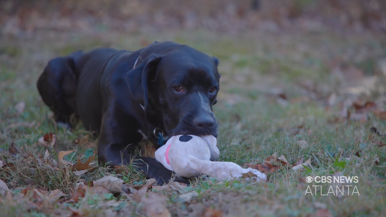 Forever Home