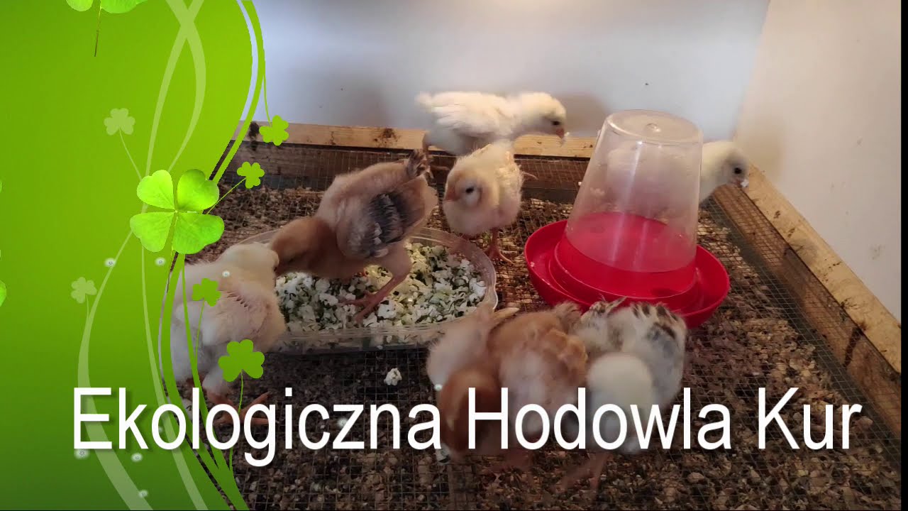 Ekologiczna Hodowla Kur #38 - takie tam w kurniku