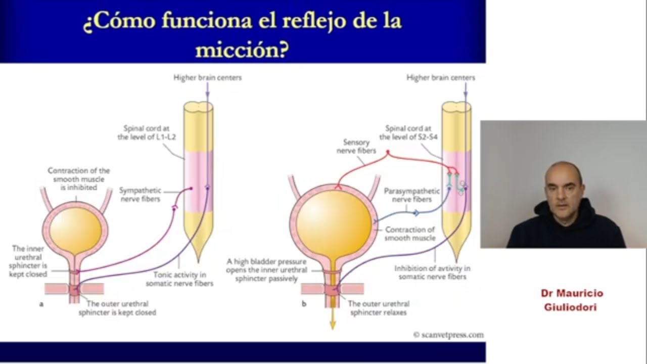 Fisiología renal: reflejo de micción rápido y sencillo