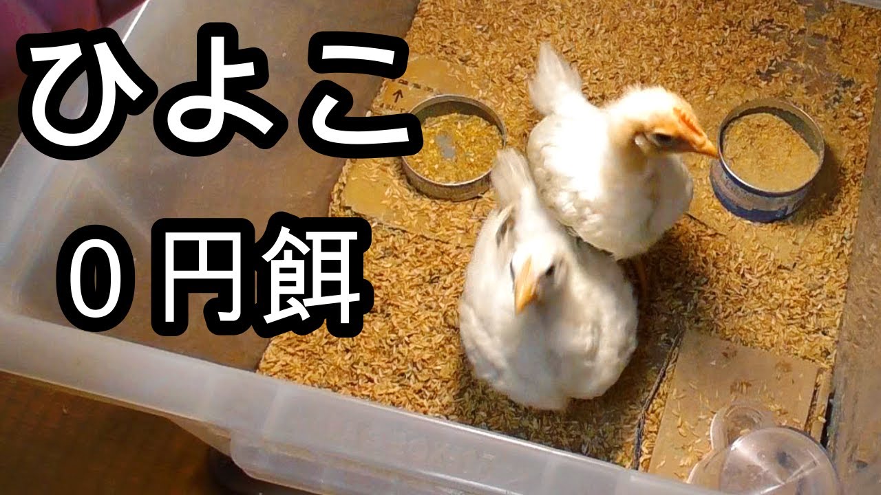 100日後に食われるひよこ　タダ餌で育てる　卵と鶏肉の自給自足　養鶏編２０日目