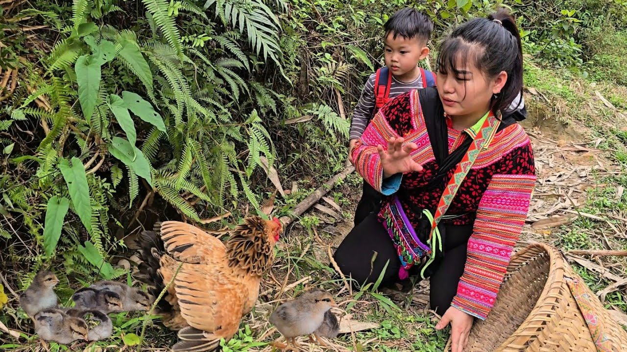 Cu Bon, his mother and Lina took the chicks home to take care of