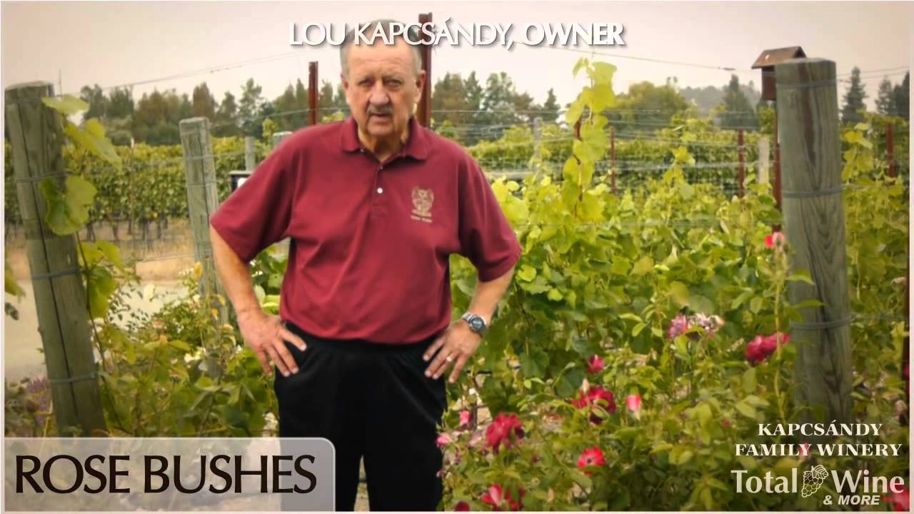 Kapscandy - Rose Bushes