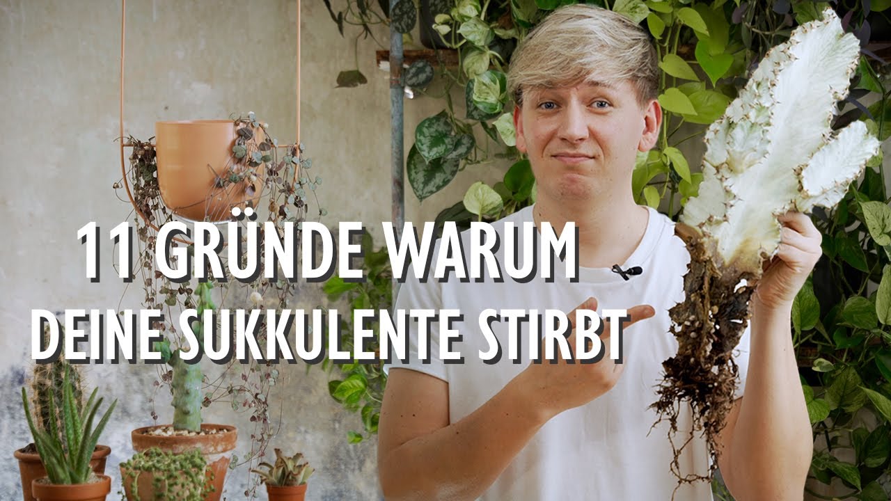 11 FATALE Fehler bei der Pflege von Sukkulenten & Kakteen 🌵