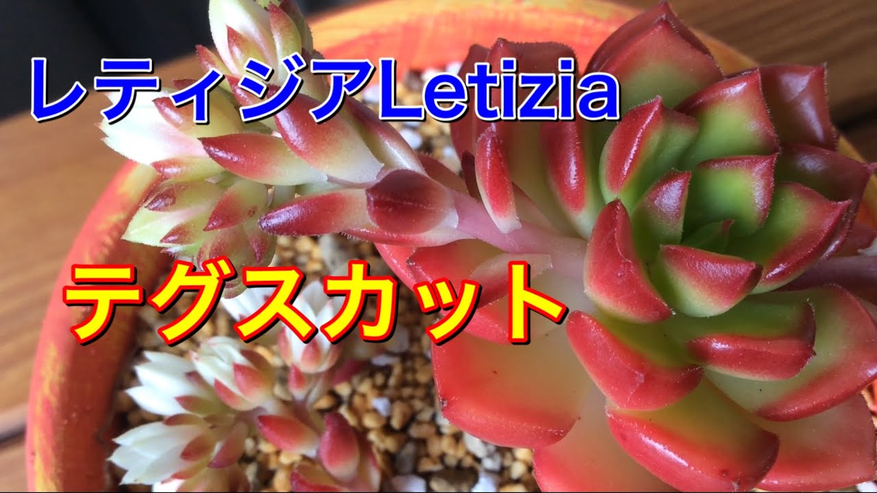 【多肉植物】レティジアのテグスカット