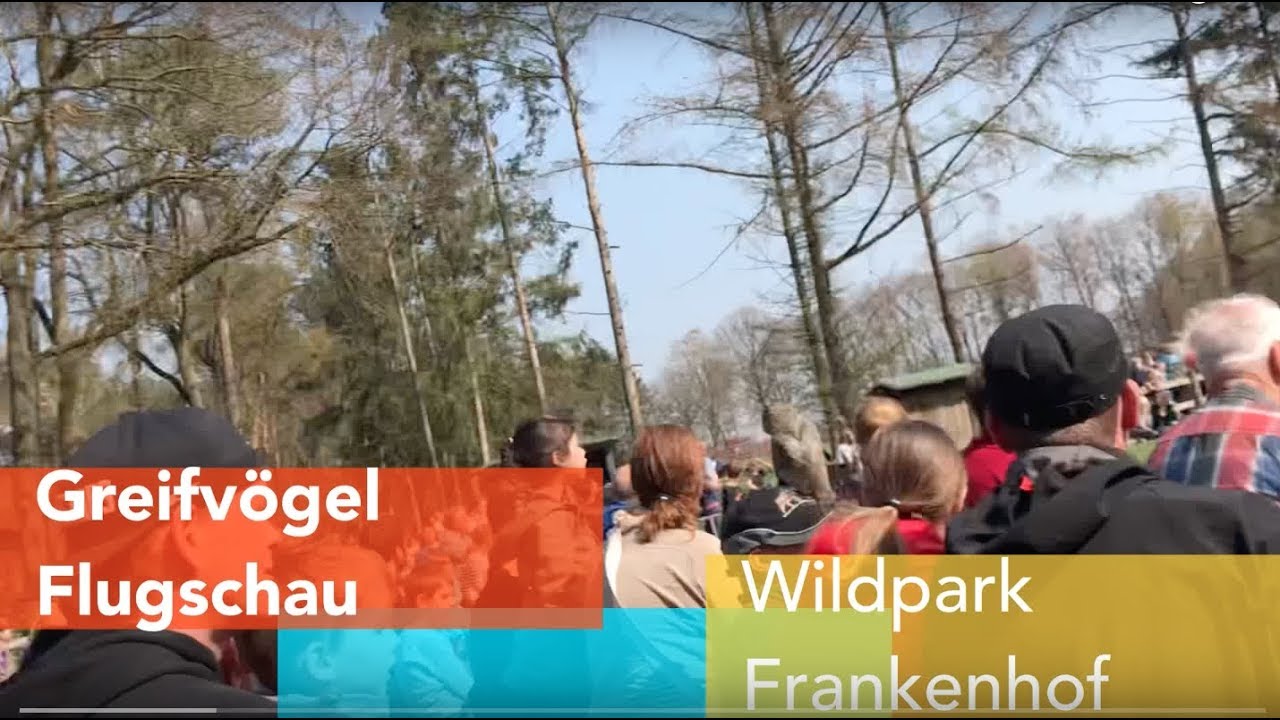 Greifvogel-Flugschau im Wildpark Frankenhof