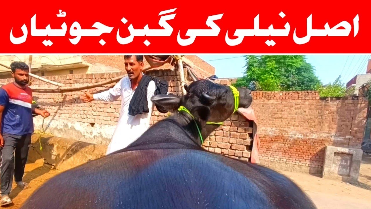 BRAND SHAUK!🔥Riaz Cattle Farm Sheikhupura | VIP Gabban Jhotian | Top Milk Quality Pregnant Buffaloes