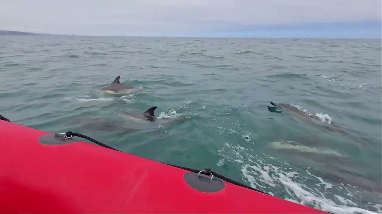 Torquay Coastal Rib Seafari - Dolphins come and say hello