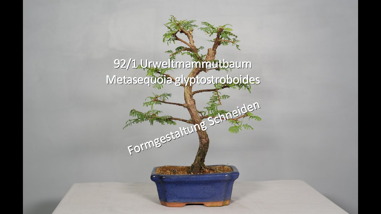 92/1 Urweltmammutbaum - Metasequoia glyptostroboides