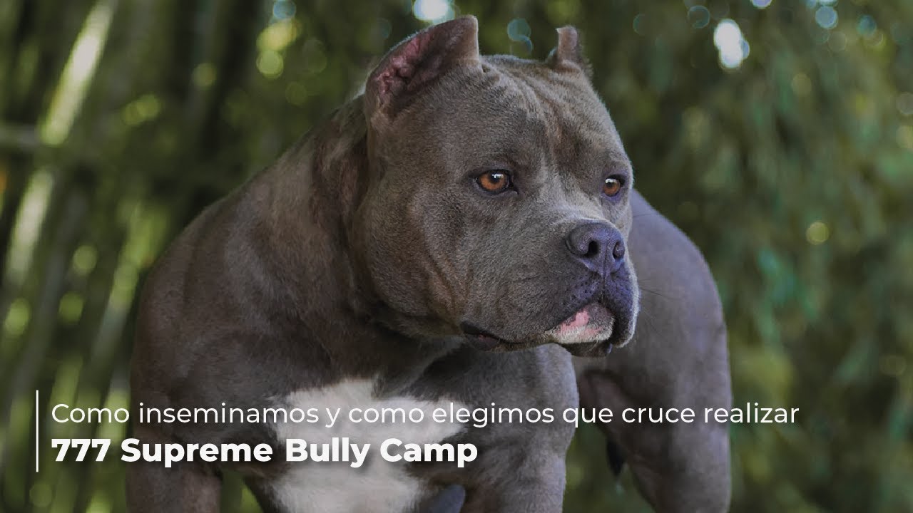 Como inseminamos y como elegimos que cruce realizar! - 777 Supreme Bully Camp