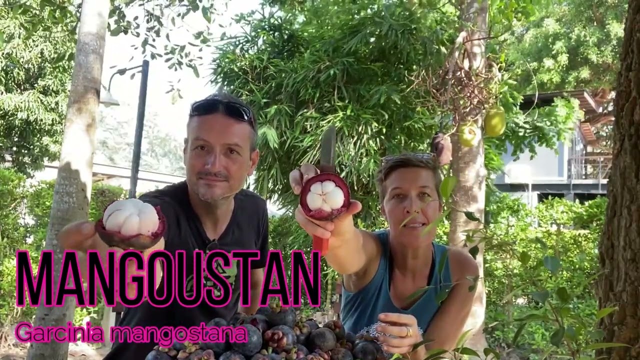 Mangoustan : le fruit des Dieux