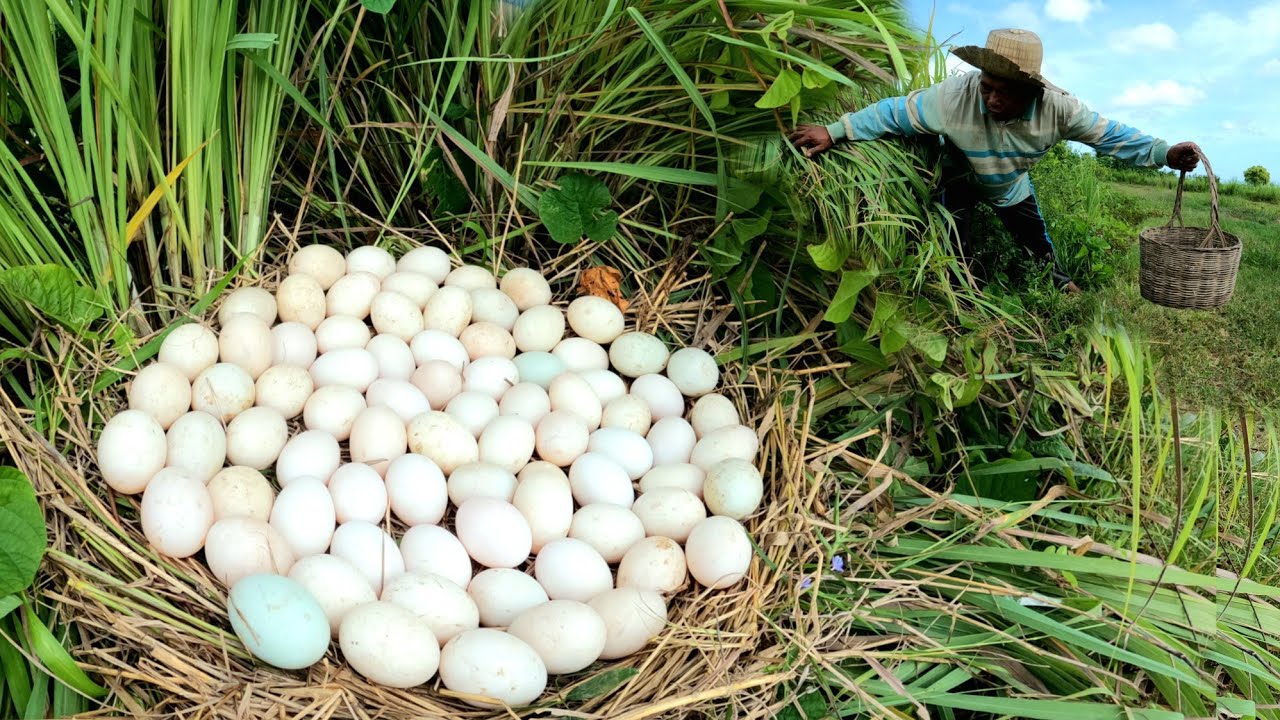 WOW WOW  ! Pick up lots of duck eggs in the grass near the lake.