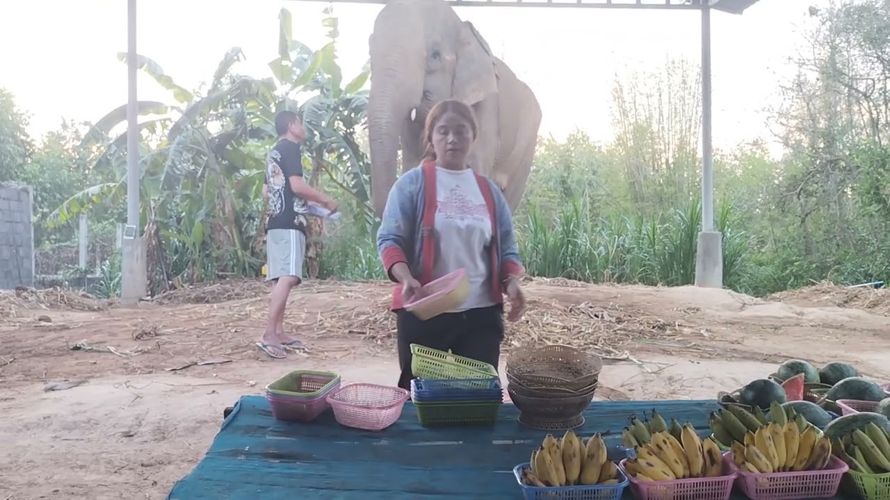 กราบขอบพระคุณ คุณแม่ใจบุญป้อนผลไม้หวานให้น้องใหม่ค่ะ🙏❤️🍉🍌🥒