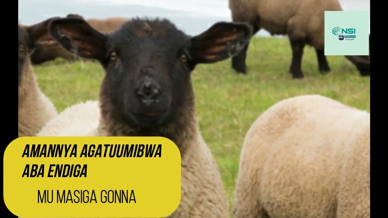 ENDIGA - AMANNYA AGATUUMIBWA ABEDDIRA ENDIGA MU MASIGA GONNA