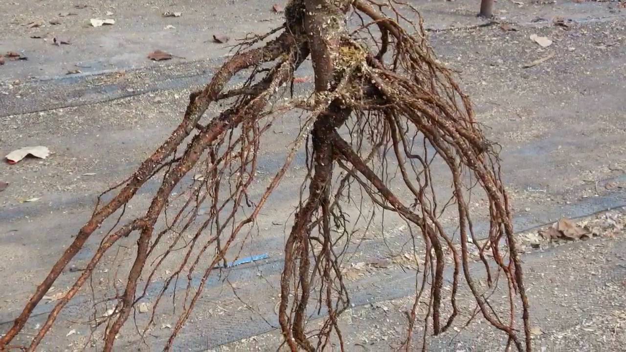 Polyculture Basics