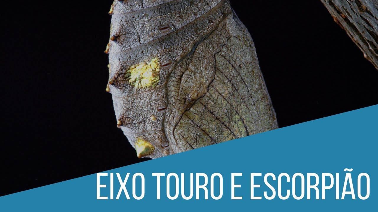 Eixo: Touro e Escorpião