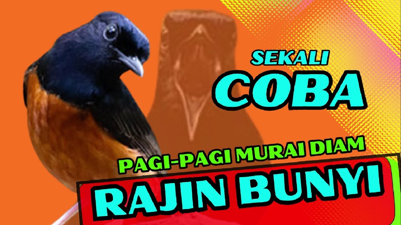 Pancingan PAGI-PAGI AGAR MURAI GACOR❗sekali coba murai DIAM langsung bunyi