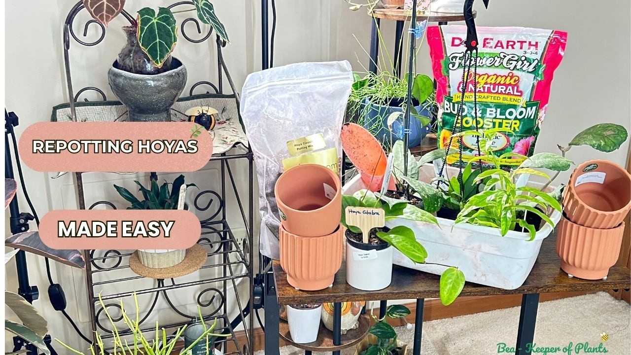 𝑹𝒆𝒑𝒐𝒕𝒕𝒊𝒏𝒈 𝑯𝒐𝒚𝒂𝒔 𝑴𝒂𝒅𝒆 𝑬𝒂𝒔𝒚 🪴| 𝑰𝒏𝒕𝒓𝒐𝒅𝒖𝒄𝒊𝒏𝒈 𝑵𝒆𝒘 𝑯𝒐𝒚𝒂𝒔 𝒊𝒏 𝑴𝒚 𝑪𝒐𝒍𝒍𝒆𝒄𝒕𝒊𝒐𝒏 ✨