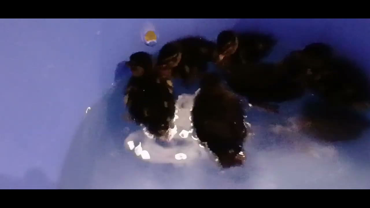 Ducks #duckfarming #duckchiks #ducklife 