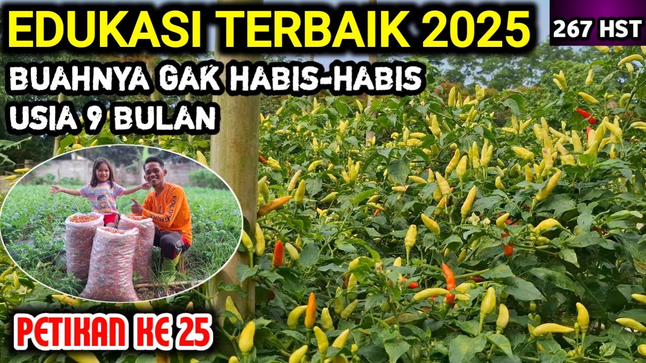 🔴 EDUKASI TERBAIK 2025 BUAHNYA GAK HABIS² USIA 9 BULAN‼️ PANEN RAWIT PETIKAN KE 25 #petanicabesubang