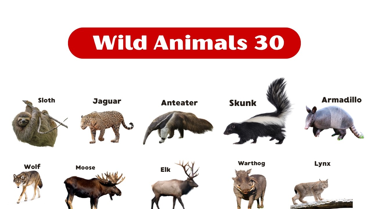 Wild Animals Adventure for Kids | Jungle Animals for Kids | Jungle Friends for Kids