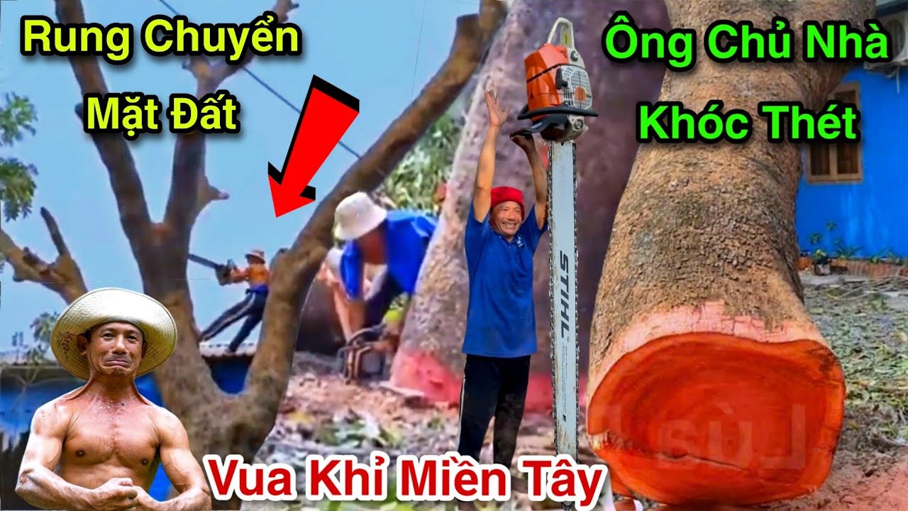 Cực Nóng Làm Rung Chuyển Cả Nóc Nhà Xe Cẩu Vua Khỉ Cưa Cây Xà Cừ Ngã Sắp Sập Vào Nhà 2/2