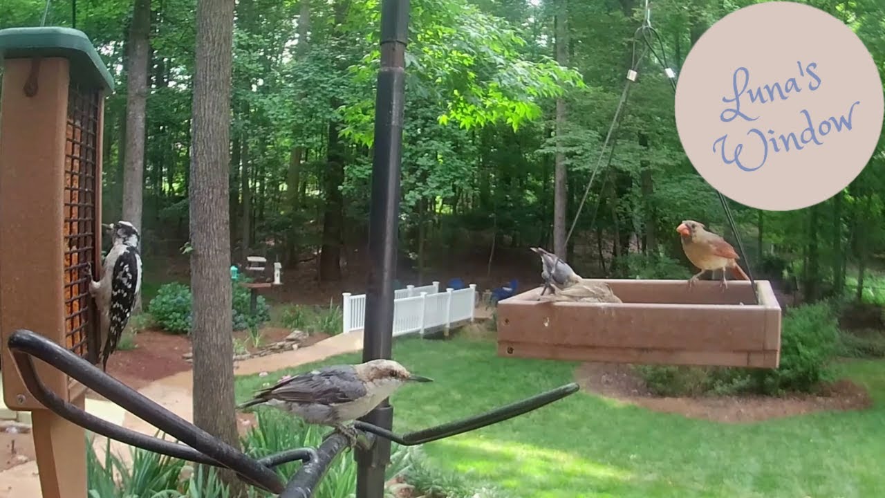 Feathered Frenzy at the Feeder: A Backyard Bird Bonanza!