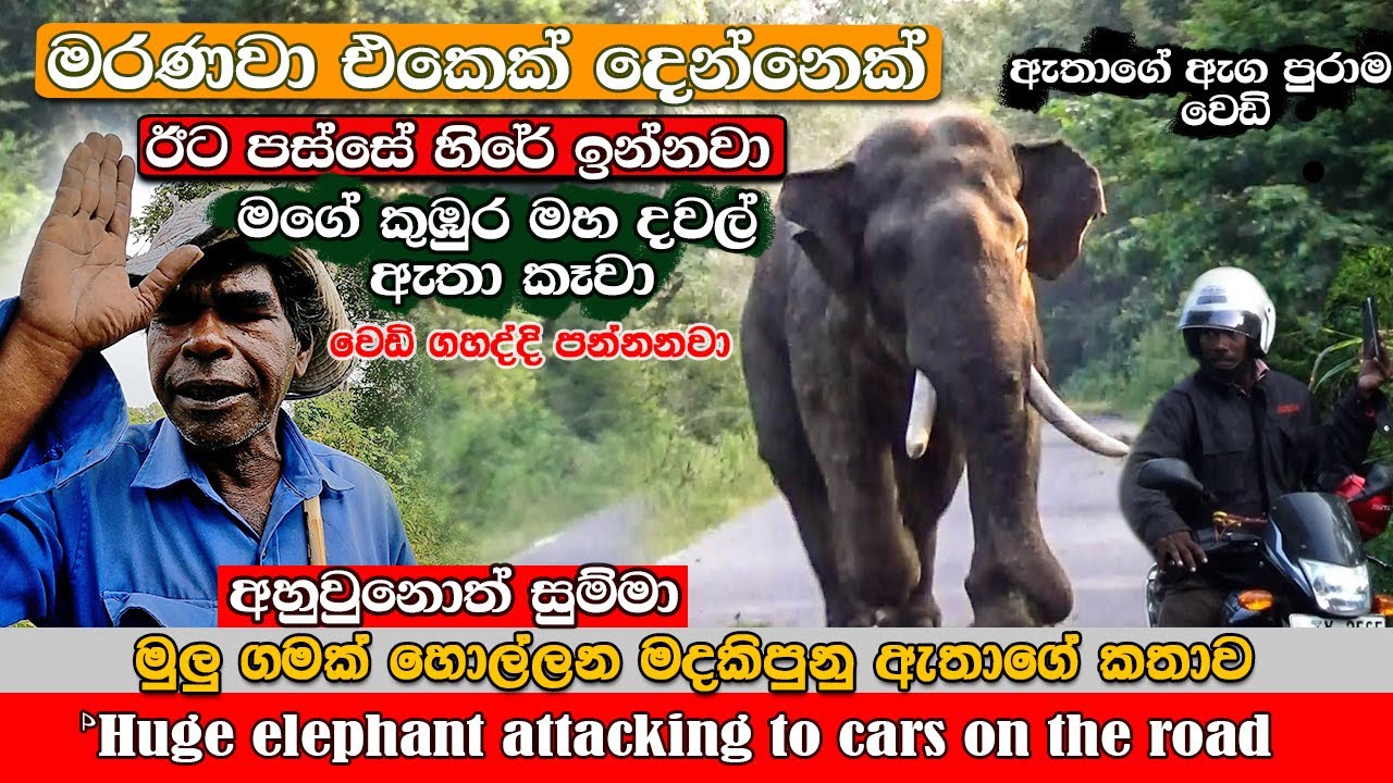 Agbo - very dangerous huge tusk elephant capturing a village #attack #chasing ගමක් හොල්ලන ඇතා