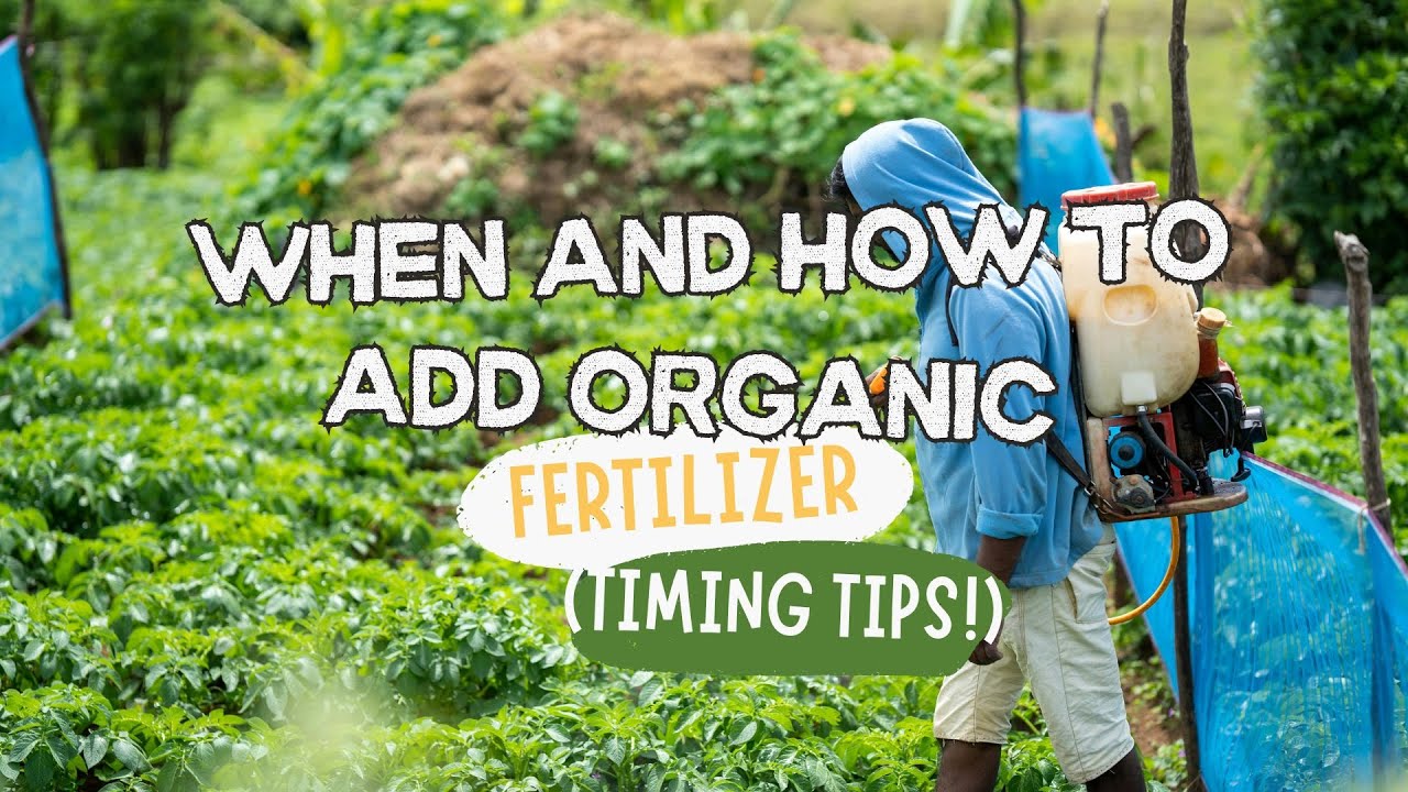 When and How to Add Organic Fertilizer (Timing Tips!)