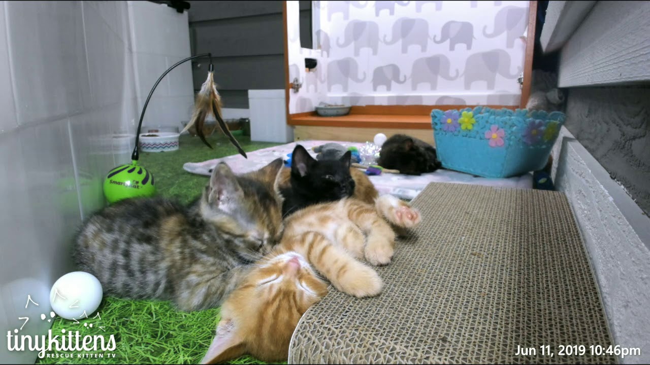 Mimic needs a bath, but keeps falling asleep instead - TinyKittens.com