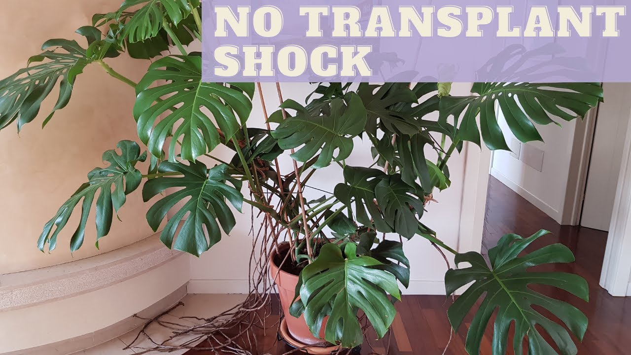 Repot It RIGHT | How to Repot Monstera Deliciosa aka Swiss Cheese Plant