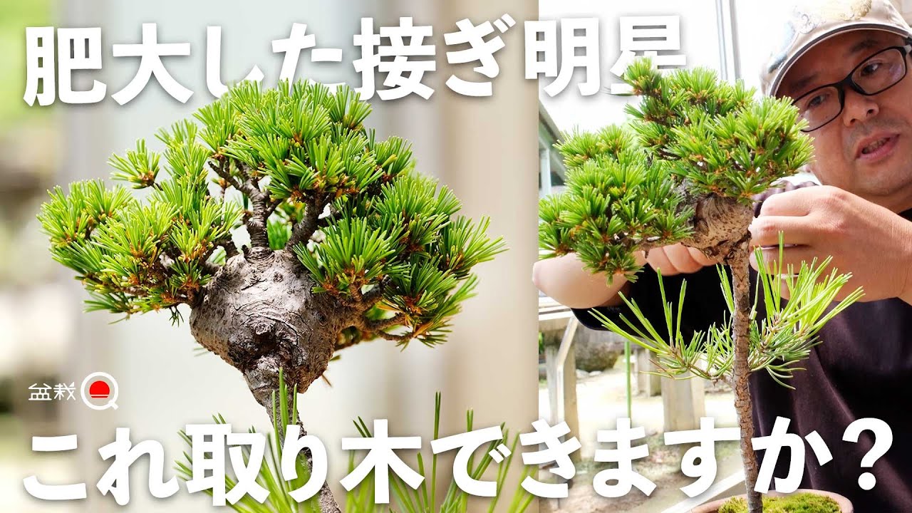 塊のような継ぎ五葉松を取り木したいin五蓉園【盆栽Q】