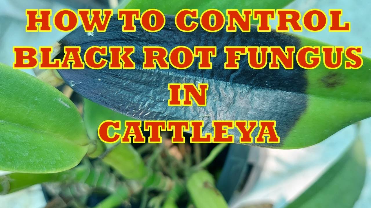 HOW TO CONTROL BLACK ROT FUNGUS IN CATTLEYA