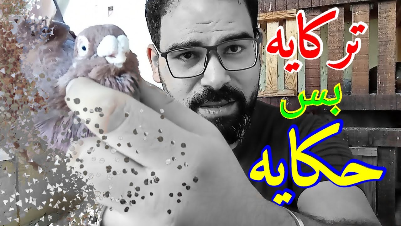 الحمام الغزار المصرى الخشن ودرجاته🕊️وخد بالك من التركايه مع #الهندسه_كريم_لاشين