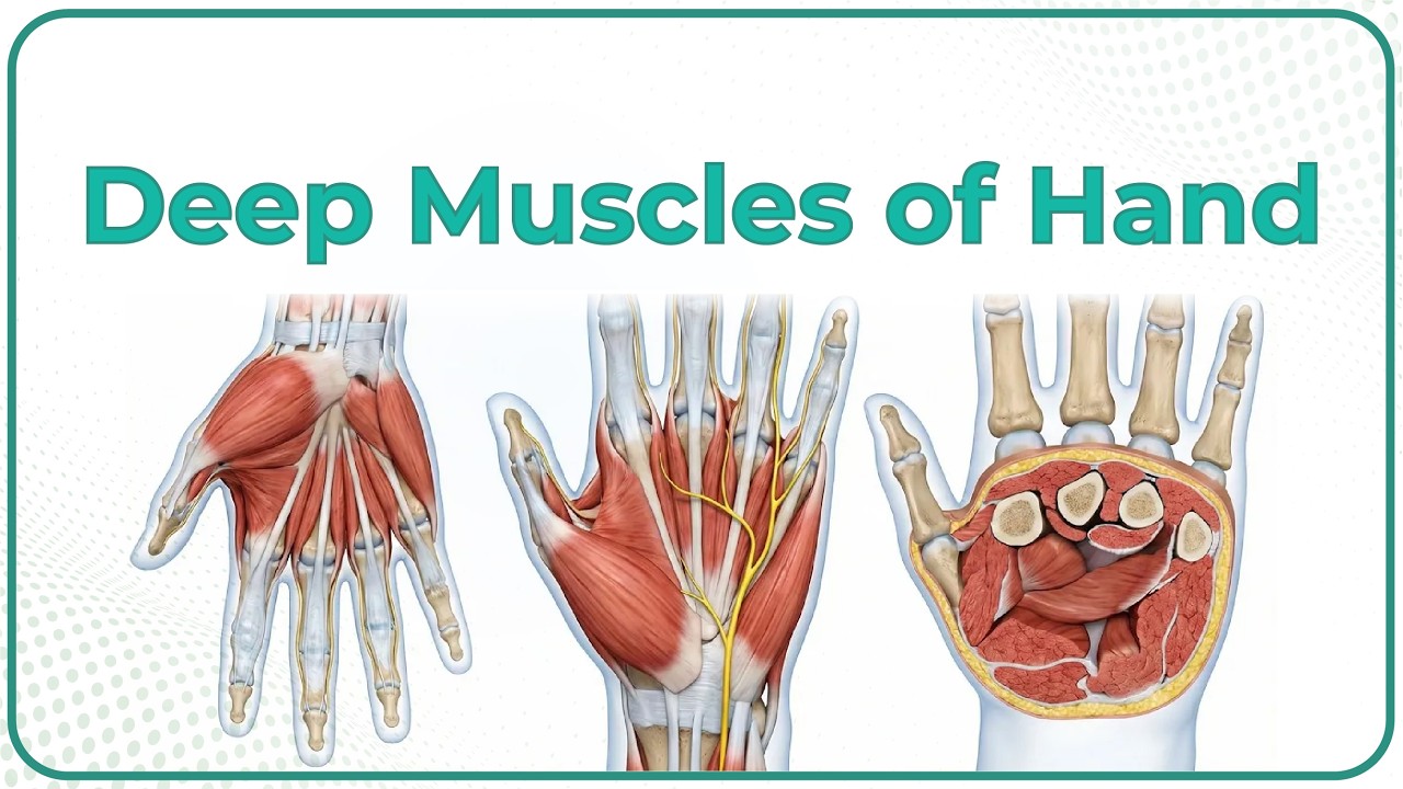 Deep muscles of Hand: Anatomy (Animation): USMLE STEP 1