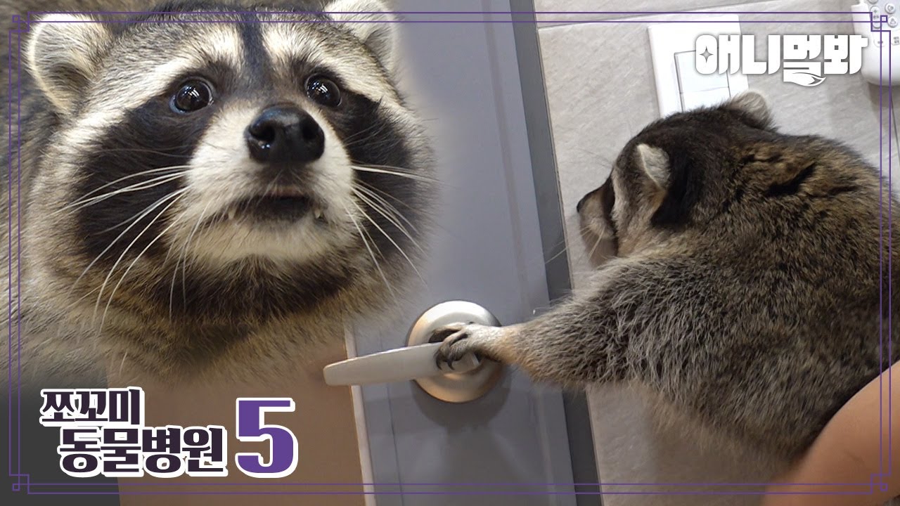 [쪼동5] 내원 환자 : 라쿤 라보님ㅣ[Animal Hospital for Tiny Animals 5] Patient : Raccoon Rabo