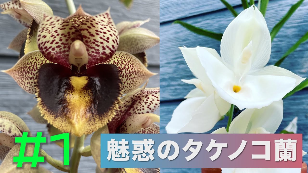 【タケノコ蘭沼】#01 魅惑のタケノコ蘭