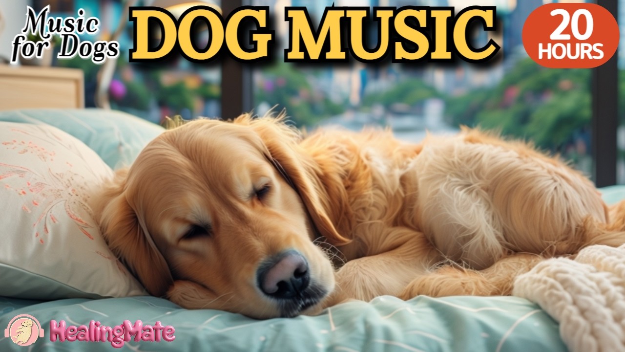 강아지가 좋아하는 음악🐶💖강아지 수면 음악 20시간🐶🎵혼자 있는 강아지에게 위로가 되는 음악🎵편안함을 주는 스트레스 완화 음악🎵외출할때 출근할때 꼭 틀어주세요 by 힐링메이트