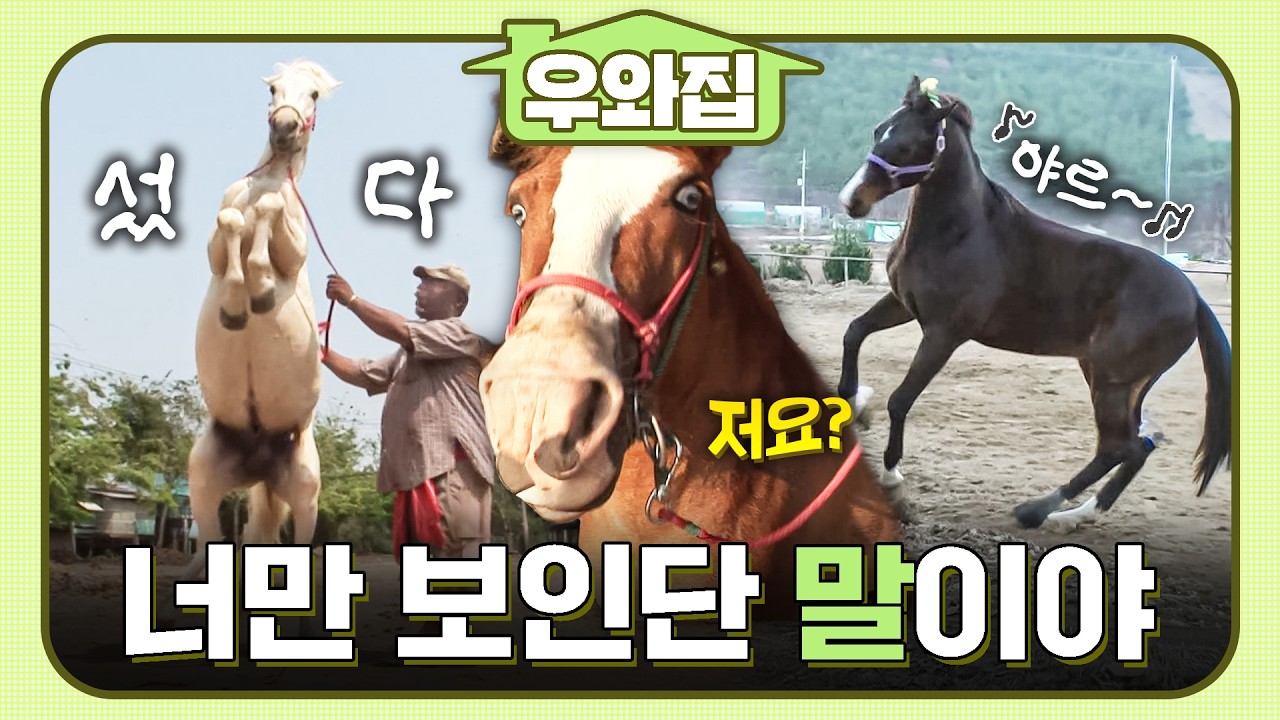 [🏠#우와집] 너만 보인단 🐎이야~ 널 사랑한단 🐎이야~ 말.zip  #TV동물농장 #동물 #우와한비디오 #우와비