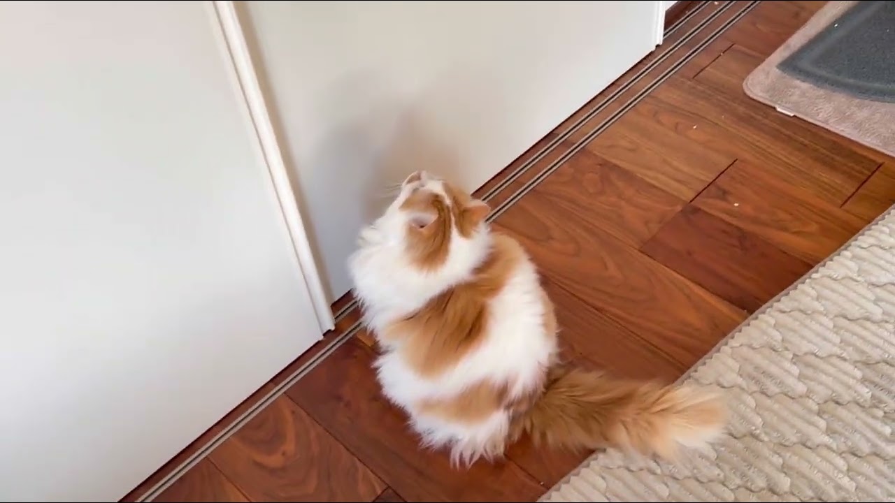怒られたに