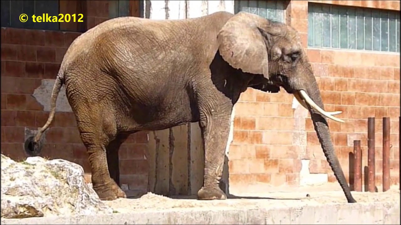 ZOO Bojnice - slony
