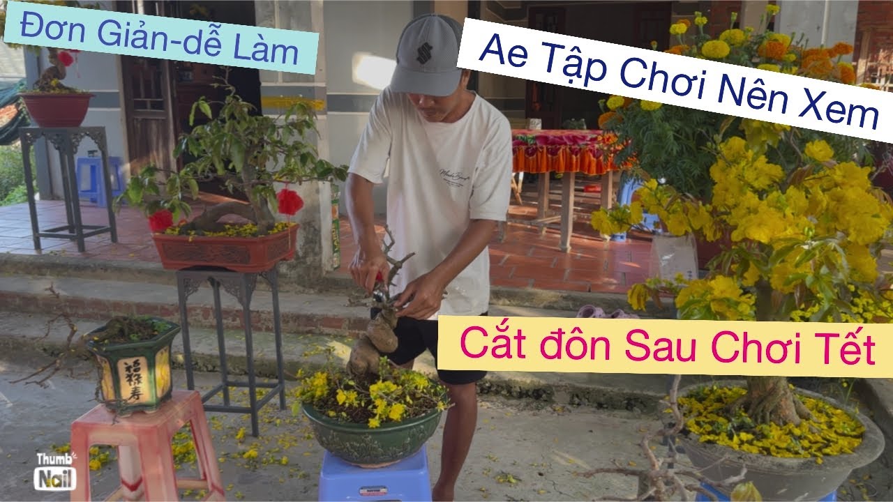 Mùng 4tết,,0939 191715 Vtnn vũ,,,cắt đôn phục hồi mai sau chơi Tết 