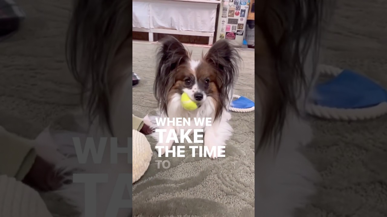 The One Thing Owners Gets Wrong #DogTraining #BehaviorTips #understandingchangeseverything