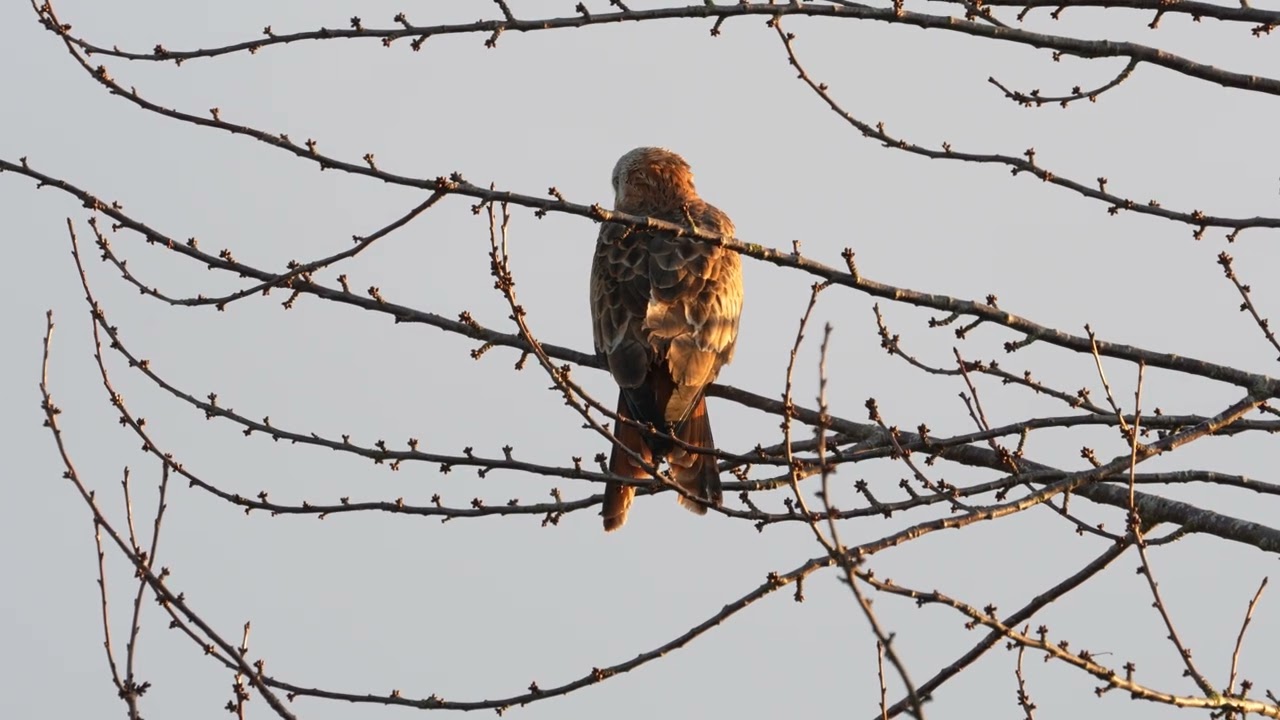 Red Kite