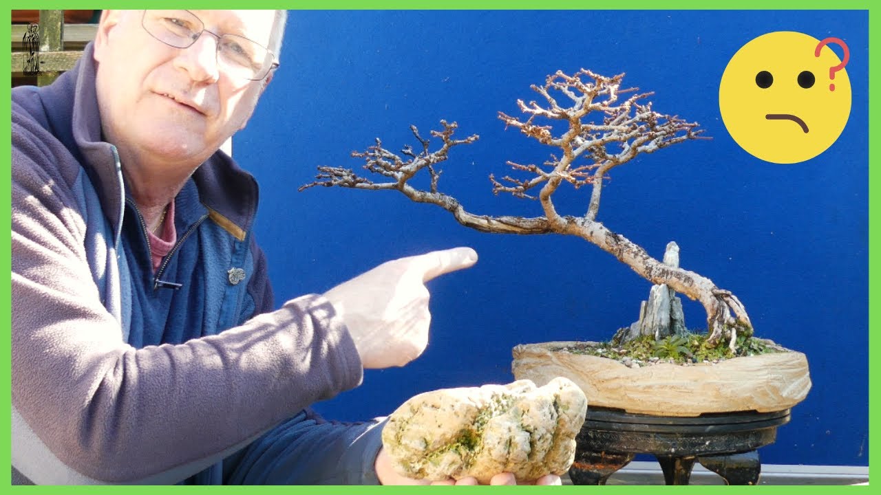 Recreating a £££ Herons Bonsai Using My 30-Year-Old Larch — Can I Pull It Off?