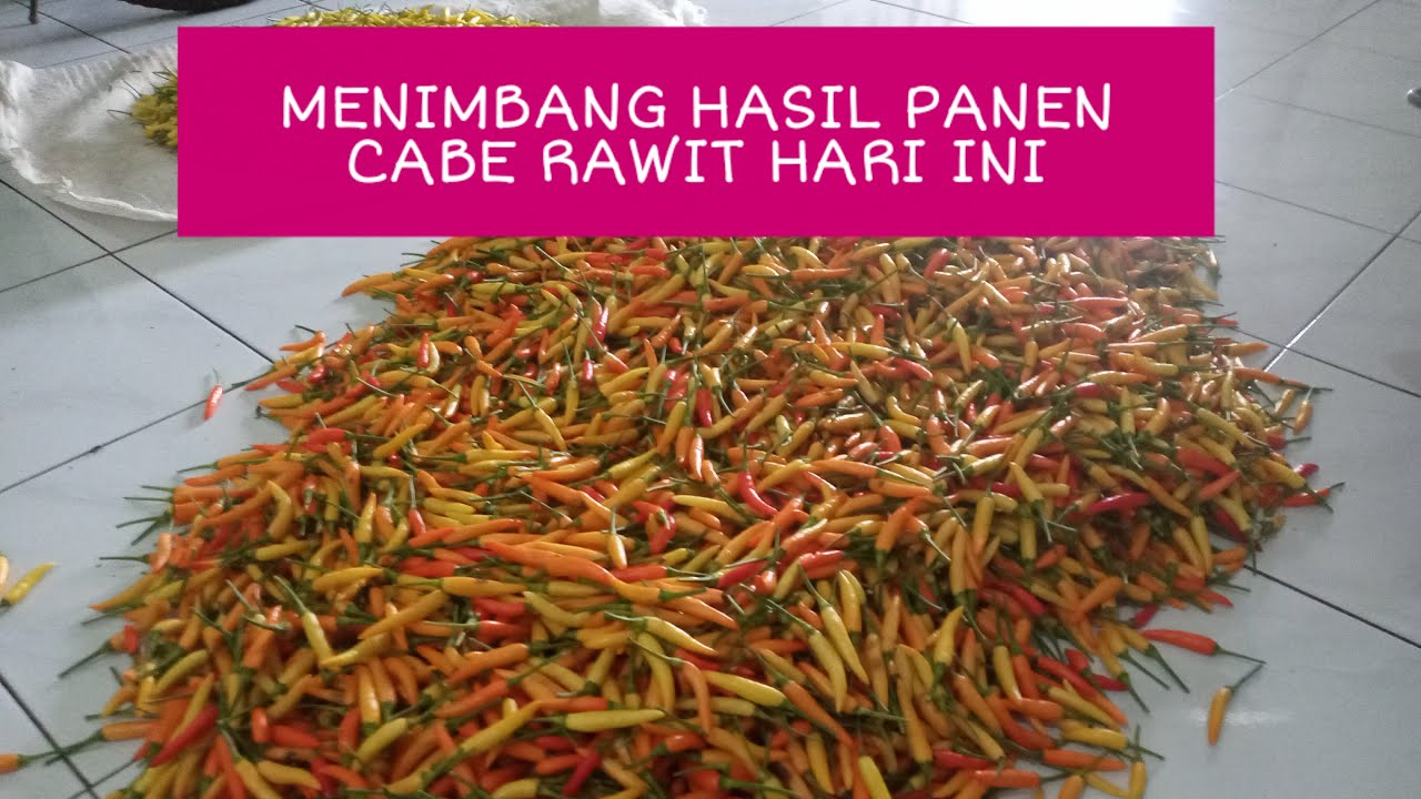 MENIMBANG HASIL PANEN CABE RAWIT HARI INI