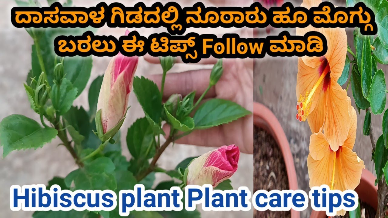 ದಾಸವಾಳ ಗಿಡದ ಎಲೆ ಮೊಗ್ಗು ಹಳದಿ ಆಗುವುದು & ಉದುರುವುದು ಸುಲಭ ಪರಿಹಾರ|| Hibiscus plant care tips||