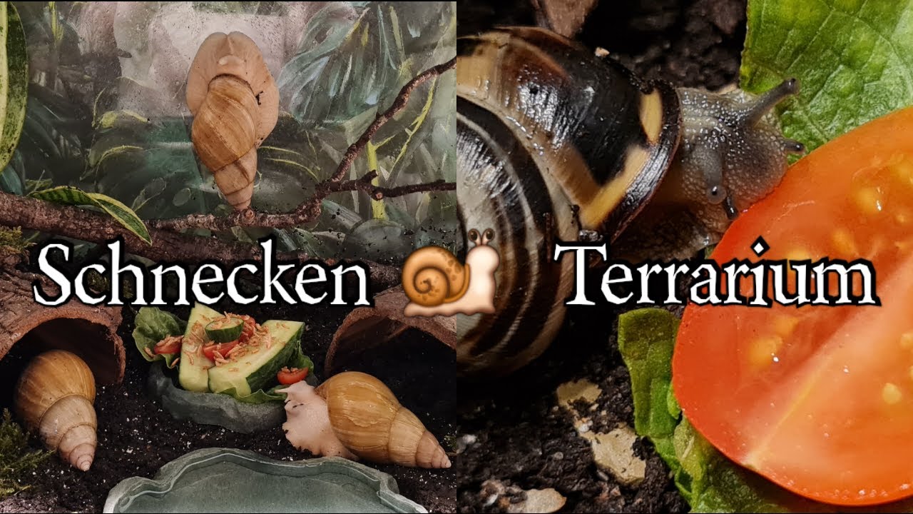 Ab ins Terrarium - Achatschnecken 🐌