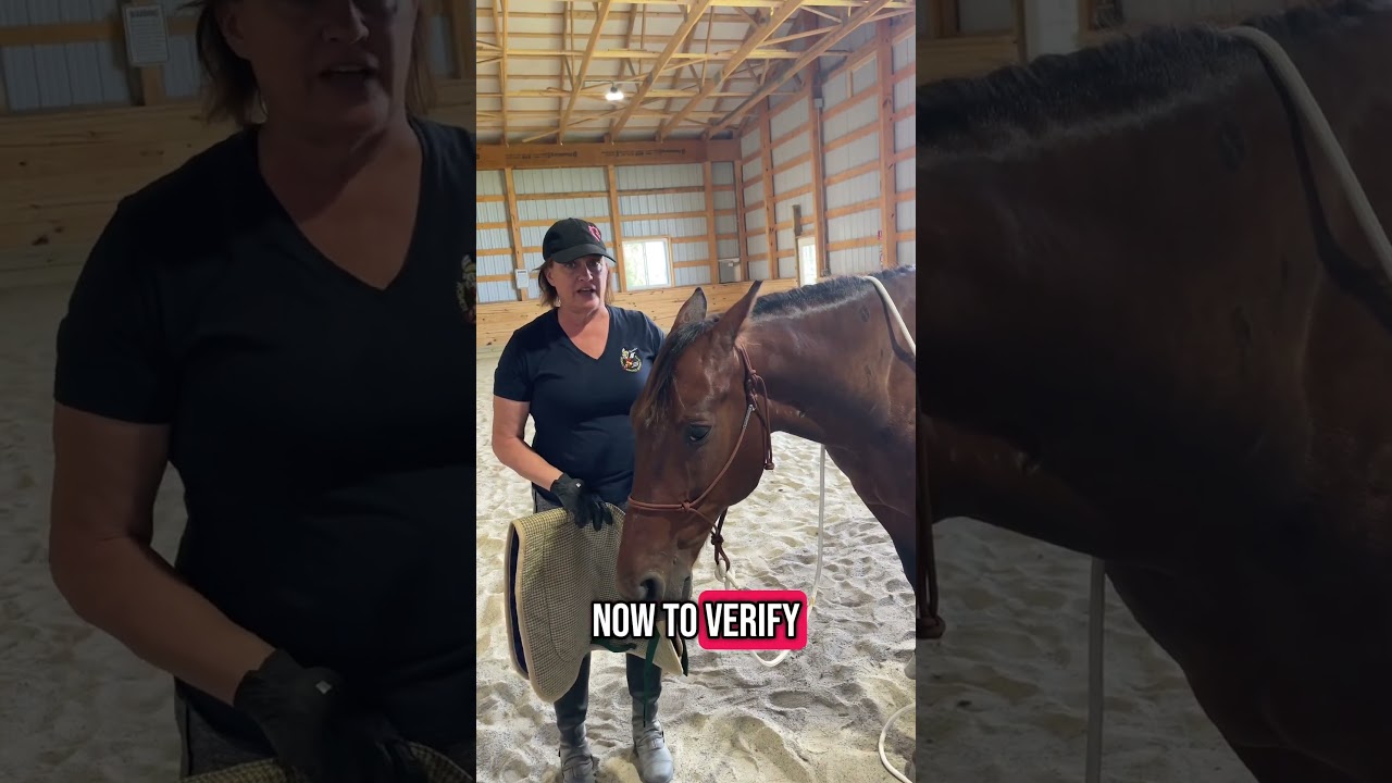Trauma in horses #standardbred #horse #horsetraining #traumahealing