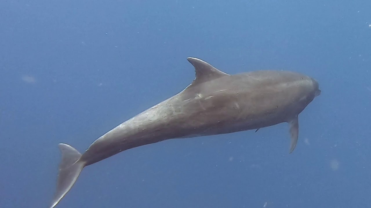 Galapagos - Humboldt Explorer   Mar'20